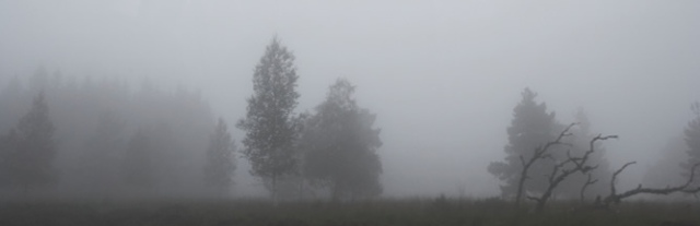 Árboles con  niebla